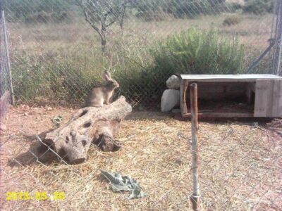 Permaculture Gardening With Rabbits Image